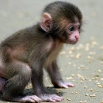 cute-baby-monkeys-10060-hd-wallpapers